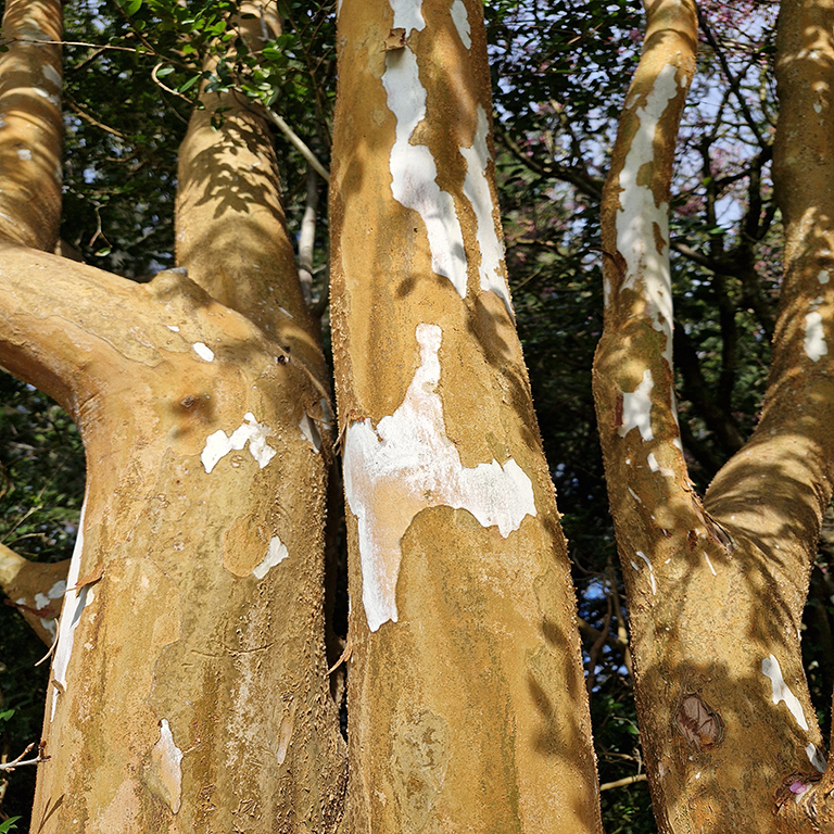 Luma apiculata