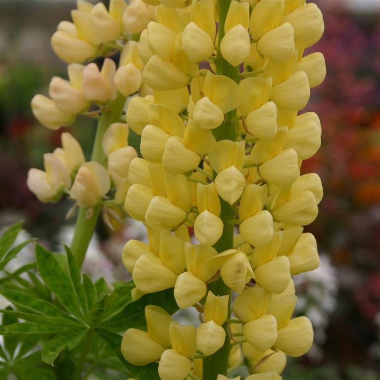 Lupin Russell 'Chandelier' (Kronleuchter)