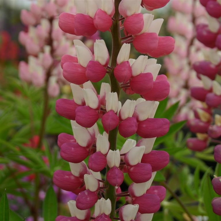 Lupin Russell 'The Chatelaine' (Schlobfrau)