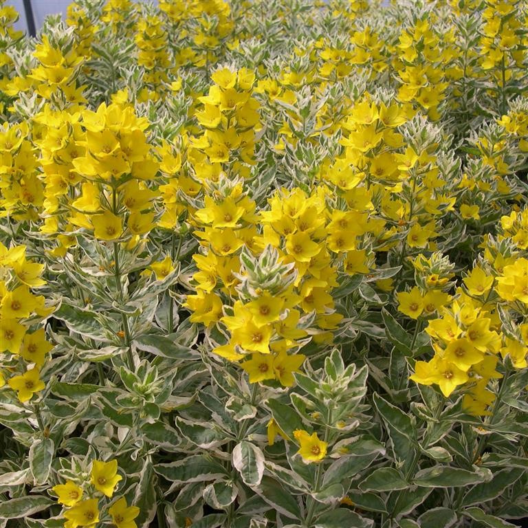 Lysimachia punctata 'Alexander'