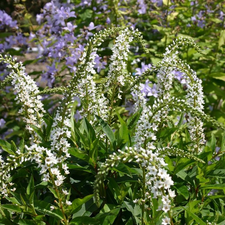 Lysimachia 'Candela' (VR)