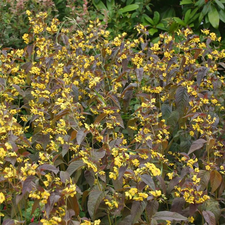 Lysimachia ciliata 'Fire Cracker'