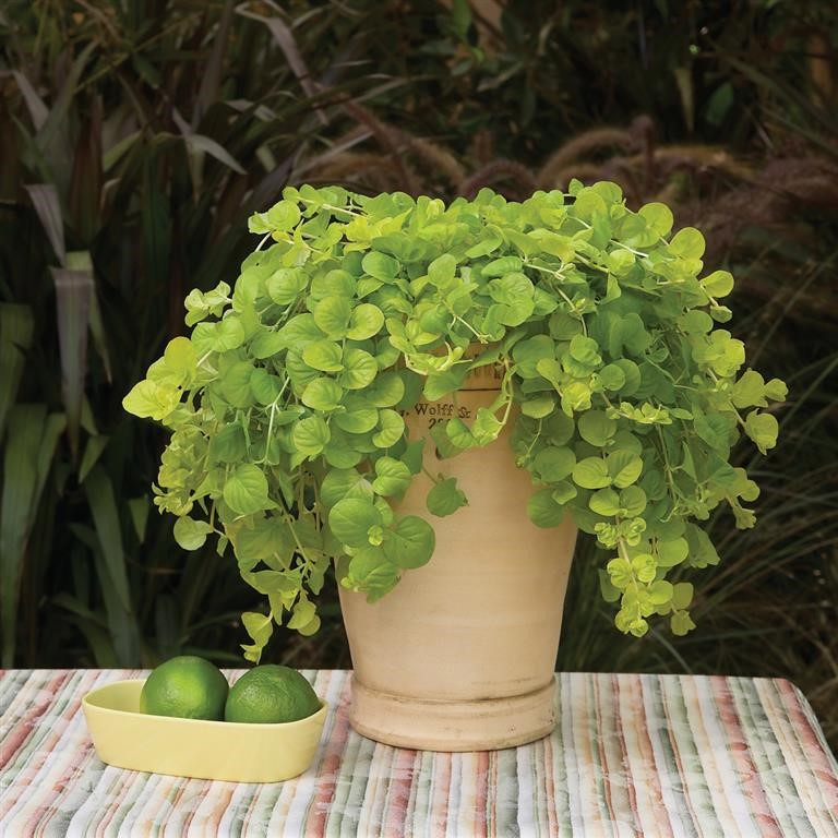 Lysimachia 'Goldilocks'