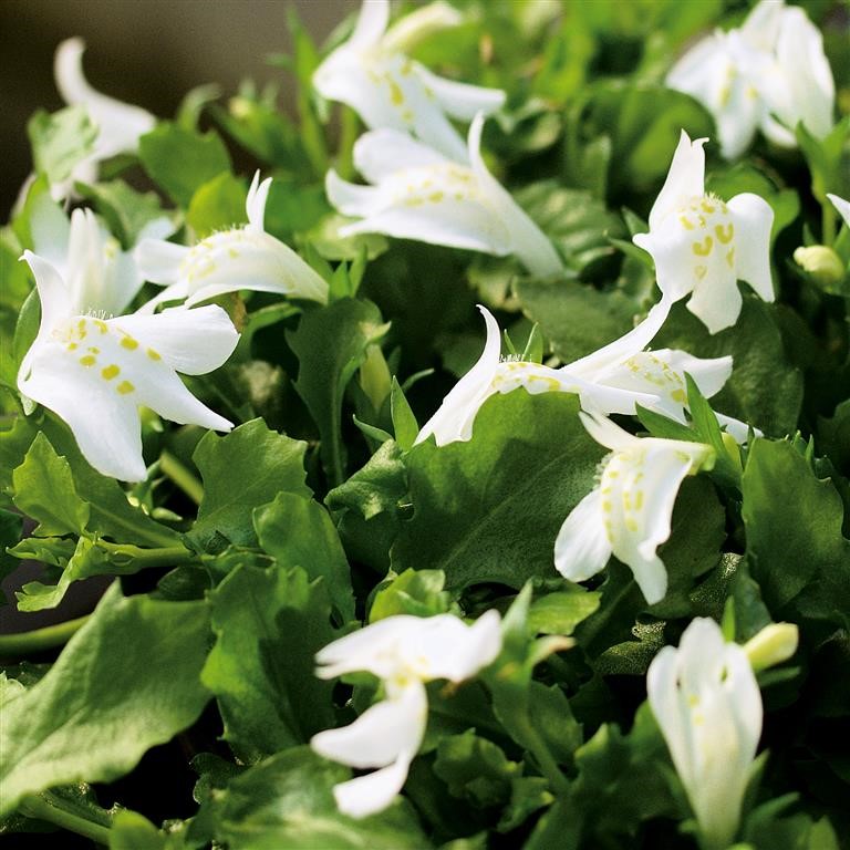 Mazus reptans 'Albus'