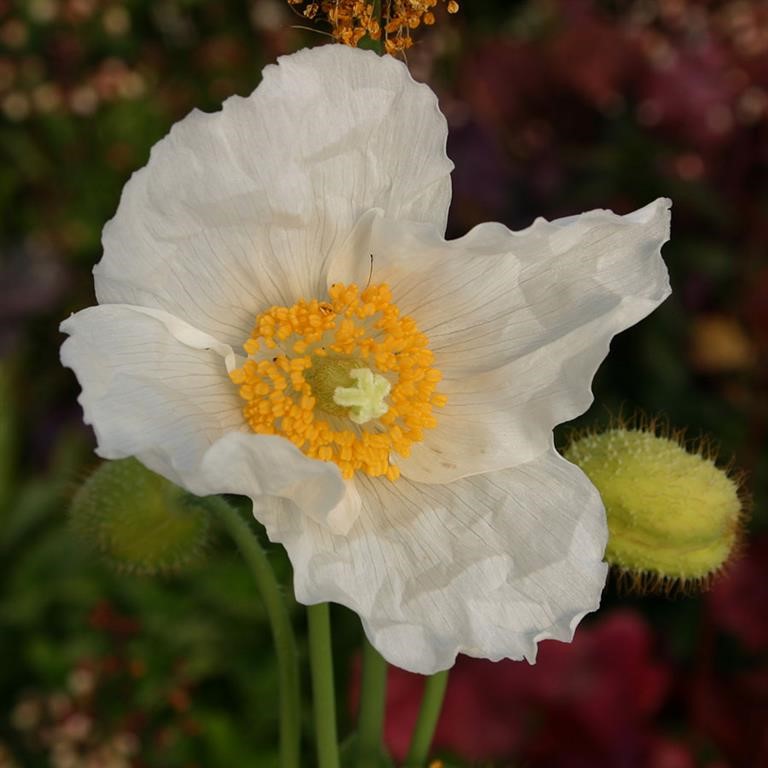 Meconopsis baileyi 'Alba'