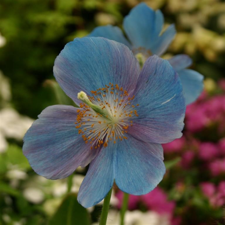Meconopsis baileyi (China Blue)