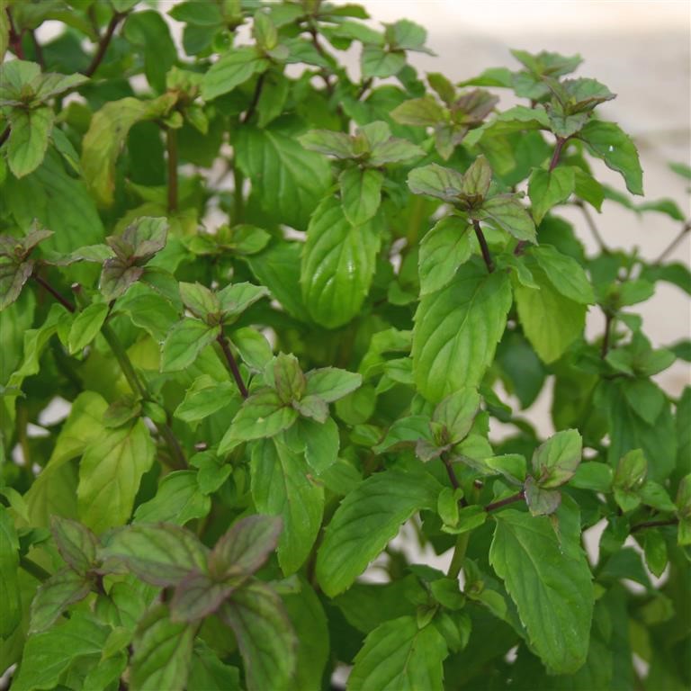 Mentha x pip. f. cit. 'Basil' (Mint)