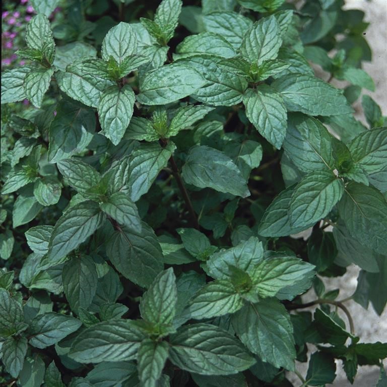Mentha x piperata 'Peppermint' (Mint)