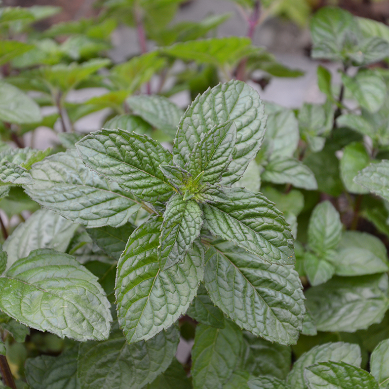 Mentha spp. 'Blackcurrant' (Mint)