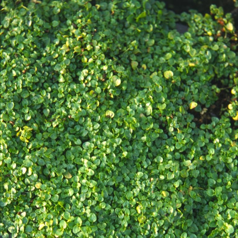 Mentha requienii 'Corsican' (Mint)