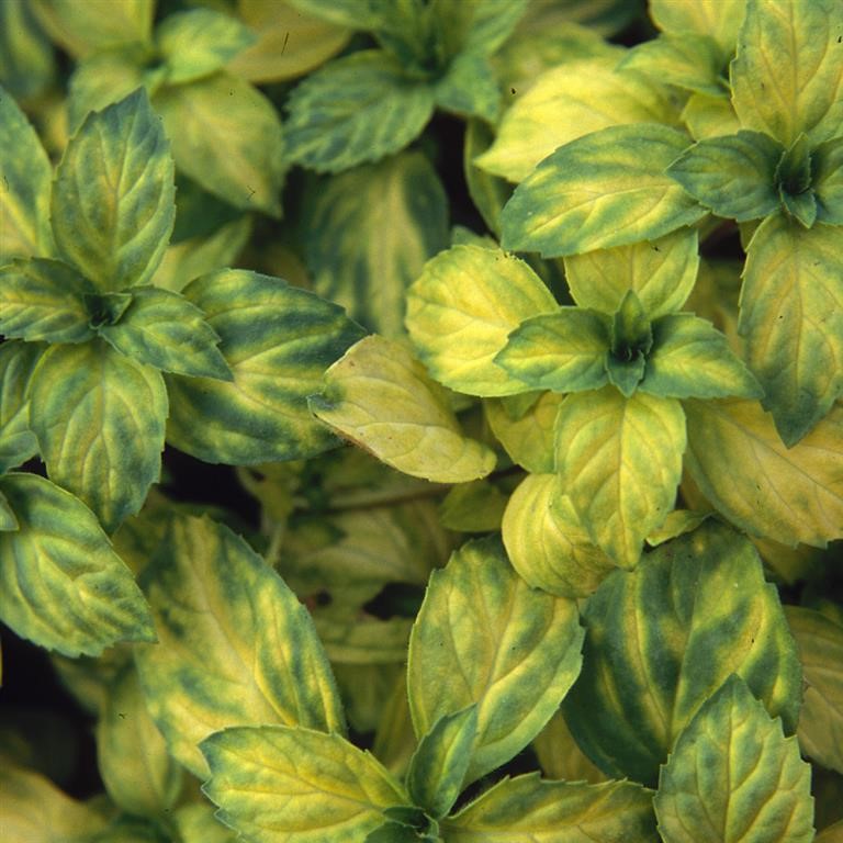 Mentha x gracilis 'Ginger' (Mint)