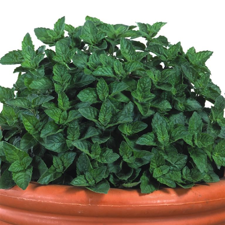 Mentha x pip. f. cit. 'Grapefruit' (Mint)