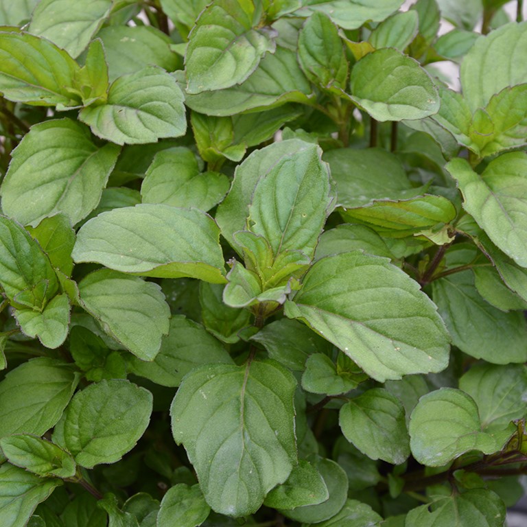 Mentha spicata 'Lamb Chops' (Mint)