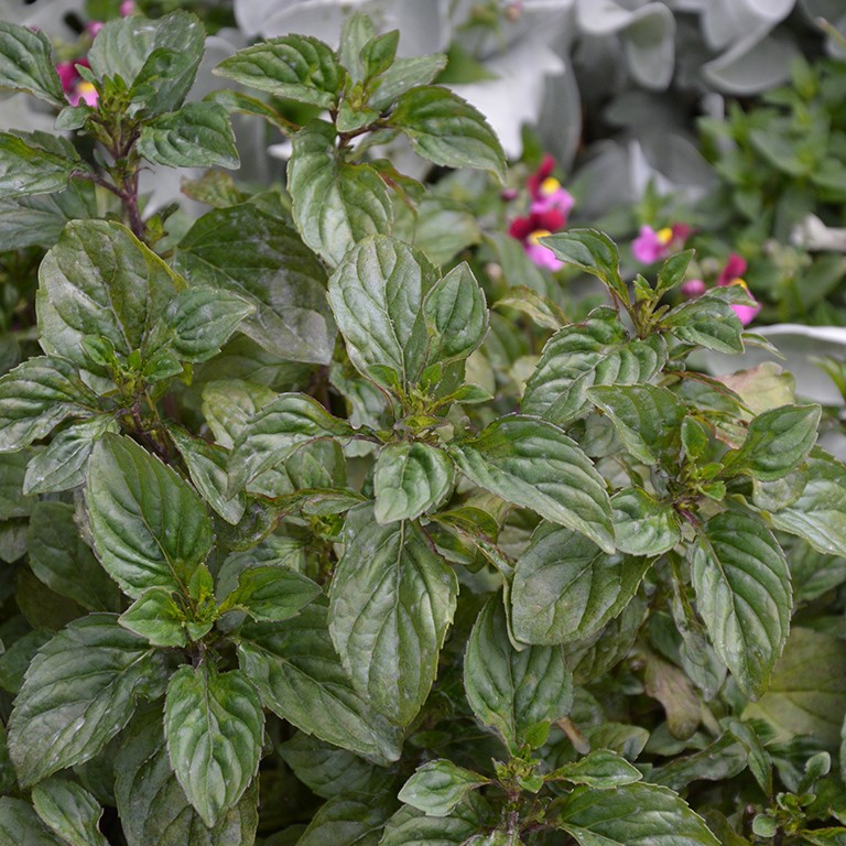 Mentha x pip. f. cit. 'Lime' (Mint)