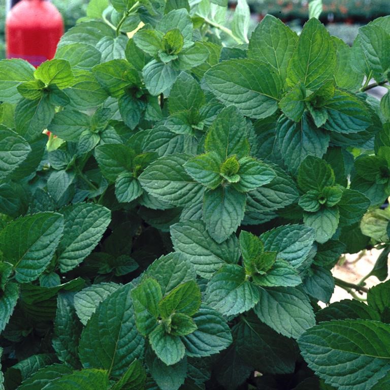 Mentha spicata 'Moroccan' (Mint)