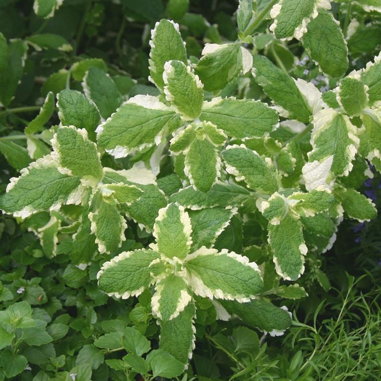 Mentha x suaveolens 'Variegata' (Mint)