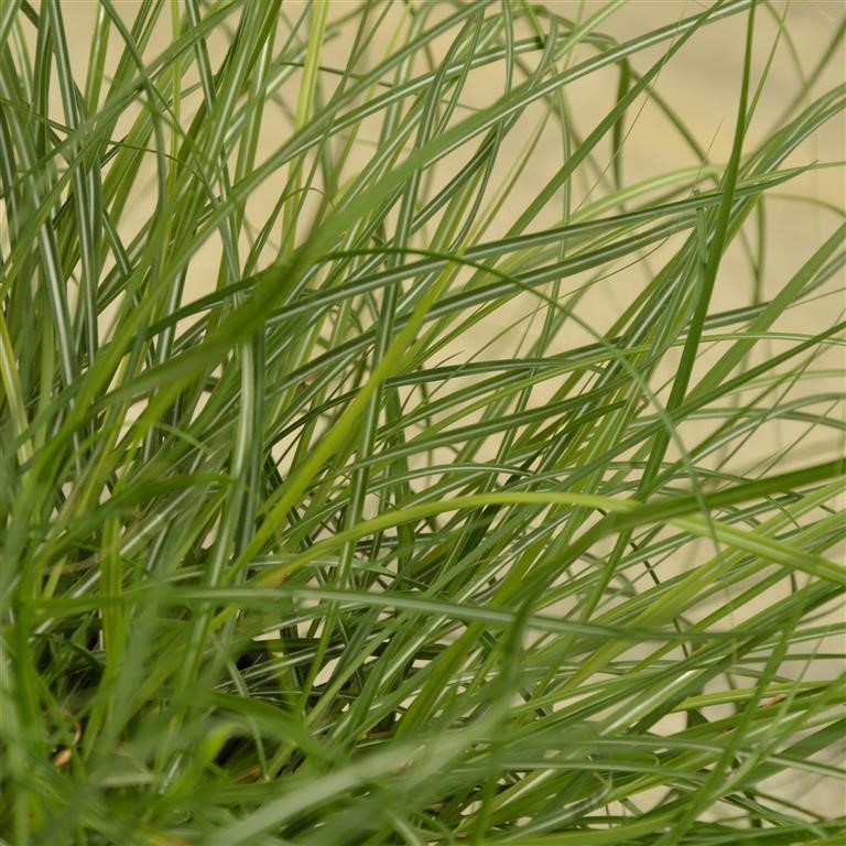 Miscanthus sinensis 'Adagio'