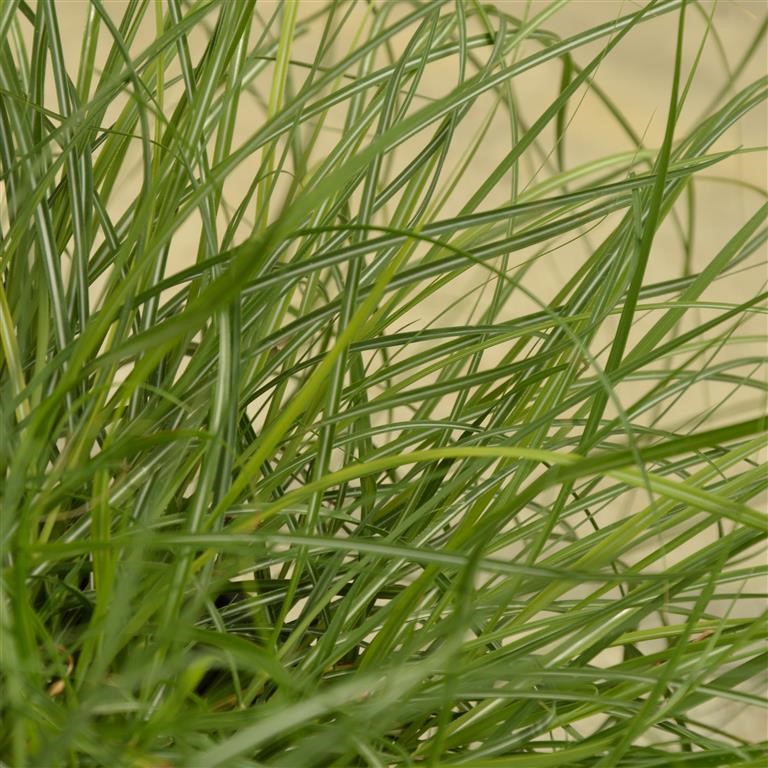 Miscanthus sinensis 'Adagio'