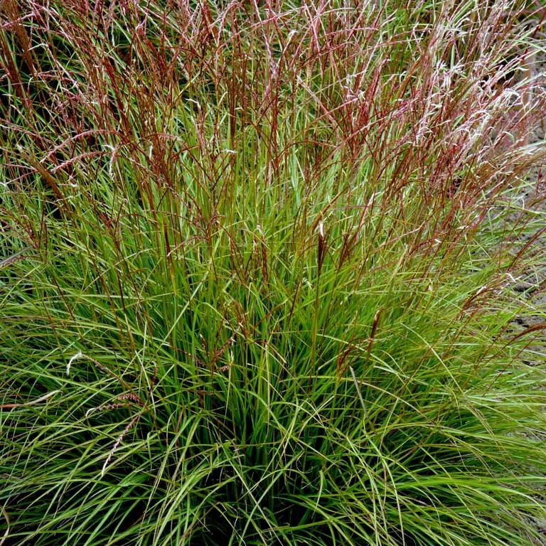 Miscanthus sinensis 'Cute One' (P)