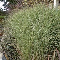 Miscanthus sinensis 'Morning Light'