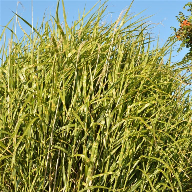 Miscanthus sinensis 'Zebrinus'