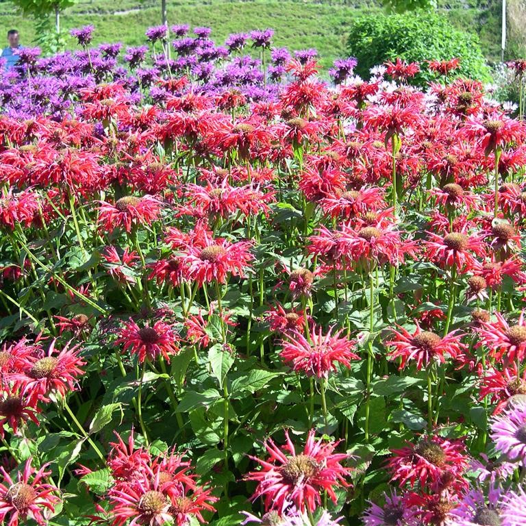 Monarda 'Cambridge Scarlet' (Bergamot)