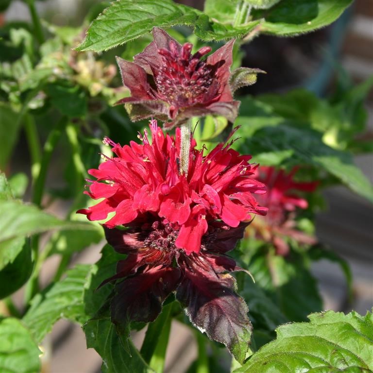 Monarda didyma 'Fireball' (P)