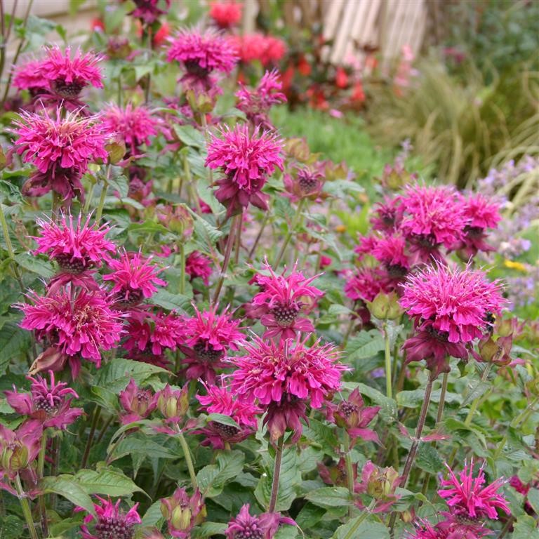 Monarda 'Loddon Crown' (Bergamot)