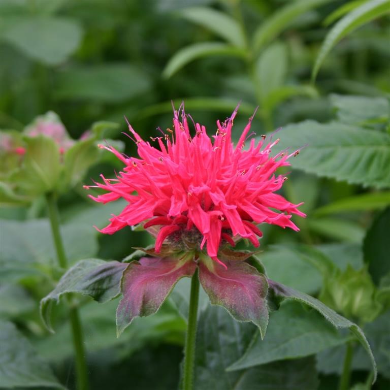 Monarda didyma 'Pink Supreme' (P)