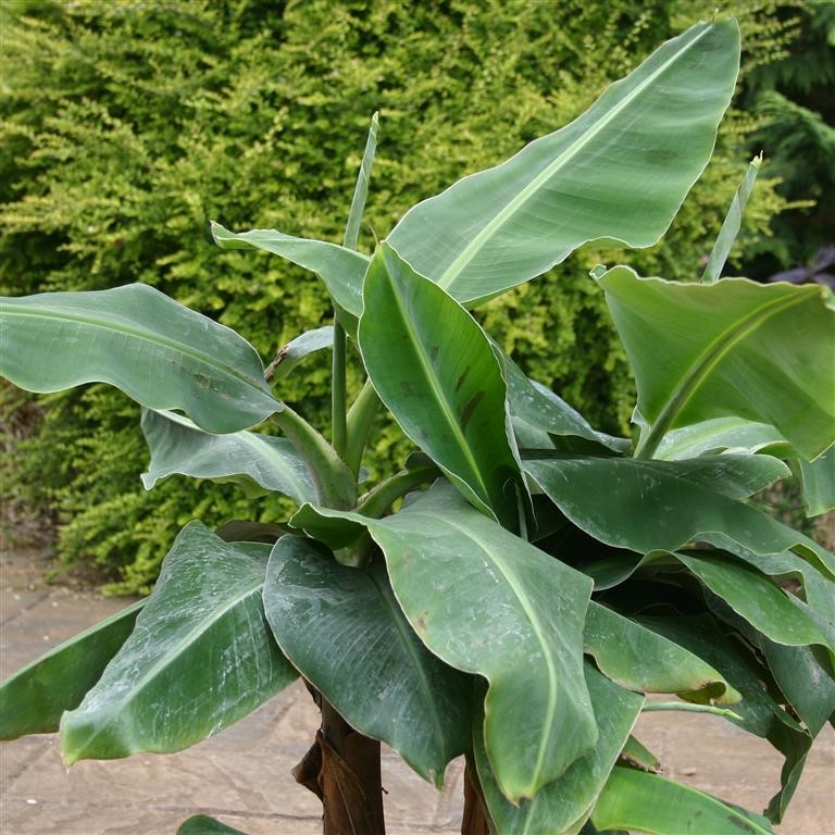 Musa 'Dwarf Cavendish'