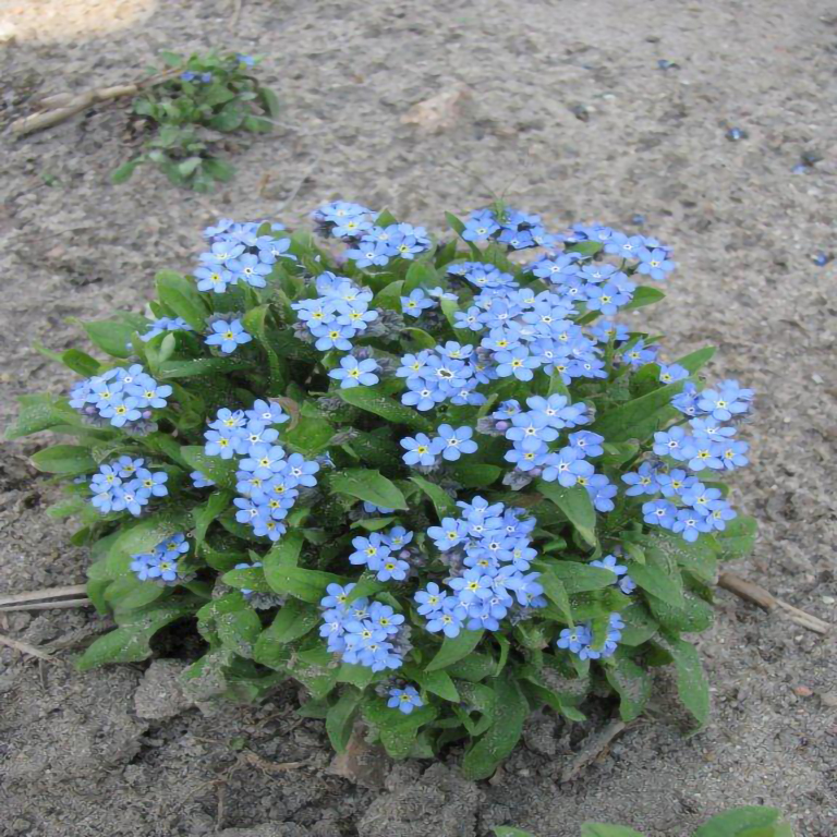 Myosotis sylvatica 'Blue Ball'