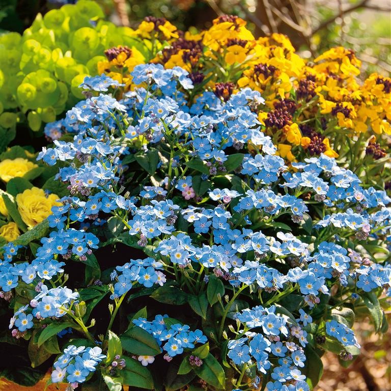 Myosotis 'My Oh My' (P)