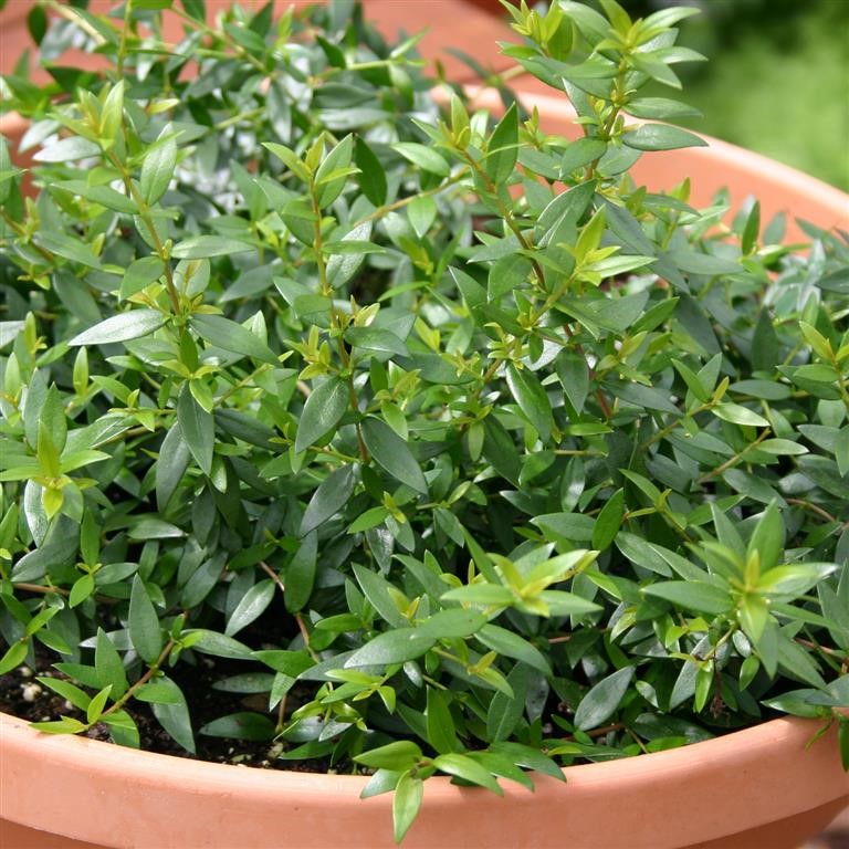 Myrtus communis subsp. Tarentina (Myrtle)
