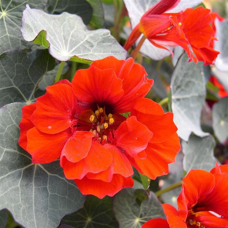 Nasturtium 'Red Wonder'