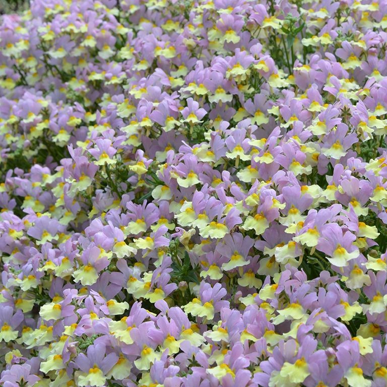 Nemesia Fairy Kisses 'Pink Lemonade' (P)