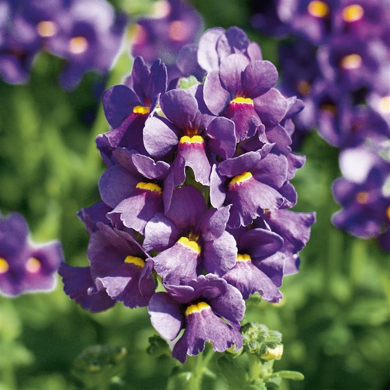 Nemesia Karoo 'Dark Blue' (P)