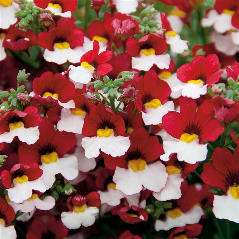 Nemesia Sunsatia Plus� 'Cherry on Ice' (P)