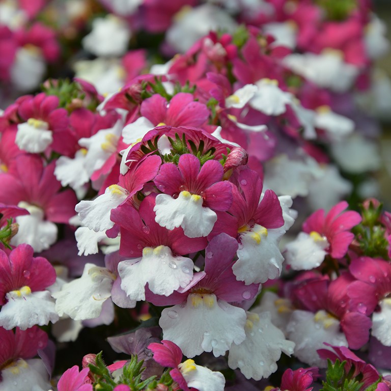 Nemesia Sunsatia Plus� 'Little Berry' (P)