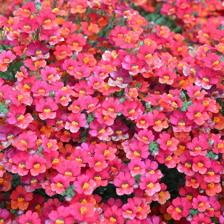 Nemesia Sunsatia Plus 'Little Papaya' (P)