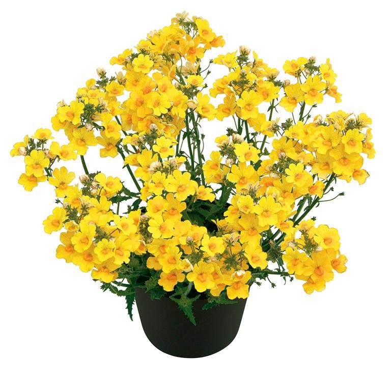 Nemesia Sunsatia Plus� 'Pomelo' (P)