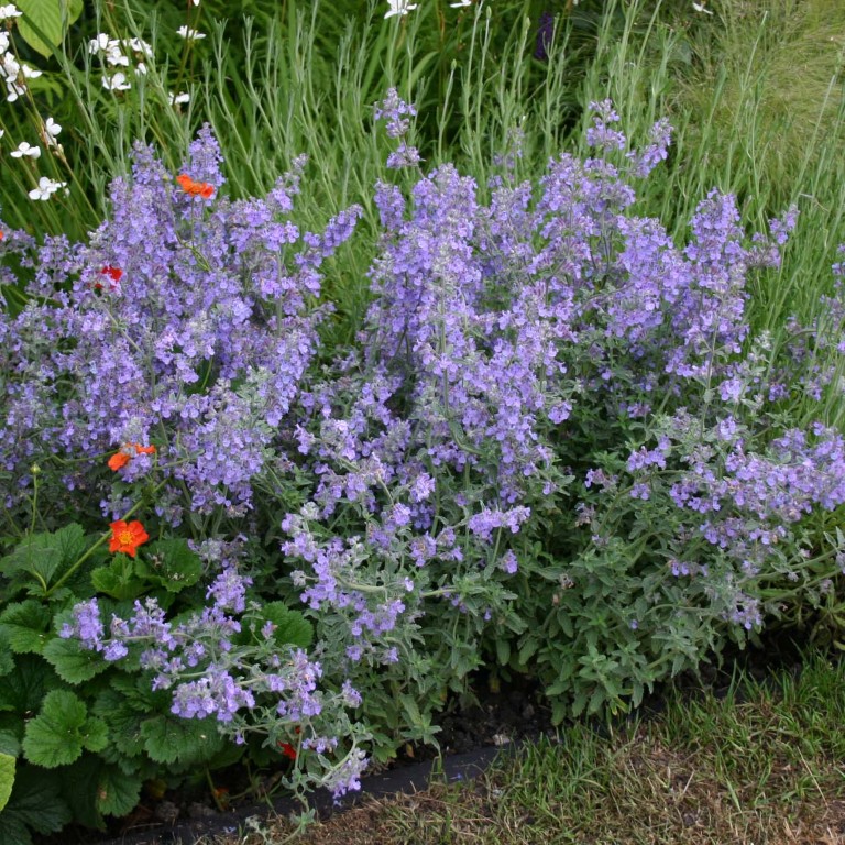 Nepeta racemosa 'Walker's Low'