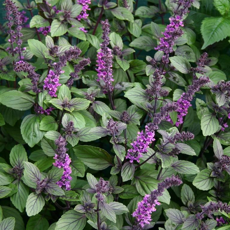 Ocimum 'African Blue' (Basil)