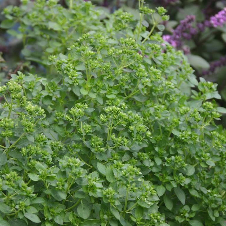 Origanum vulgare 'Common'