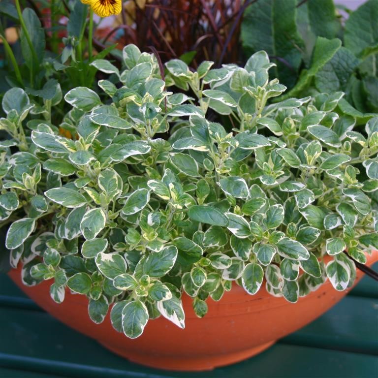 Origanum vulgare 'Country Cream' (Oregano)