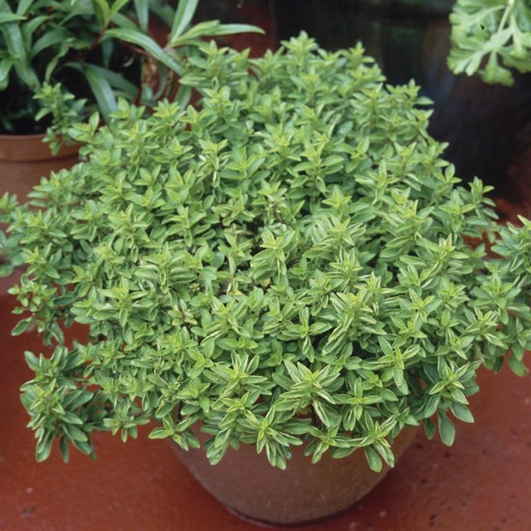 Origanum vulgare 'Compactum' (Marjoram, Compact)