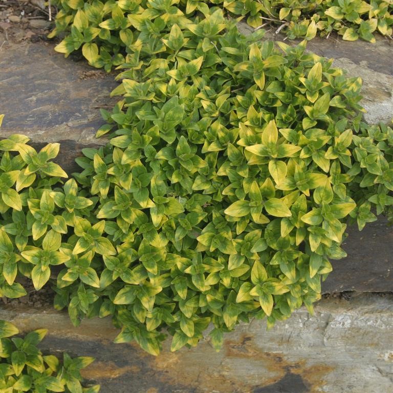Origanum vulgare 'Variegatum' (Marjoram, Variegated)