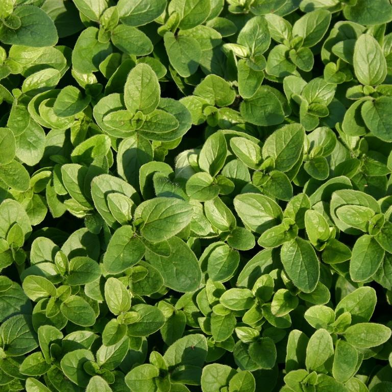 Origanum onites (Marjoram, Pot)
