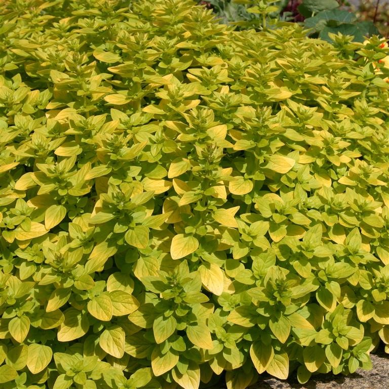 Origanum vulgare 'Aureum' (Marjoram, Golden)