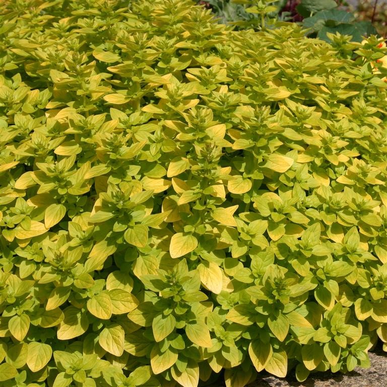 Marjoram 'Golden'