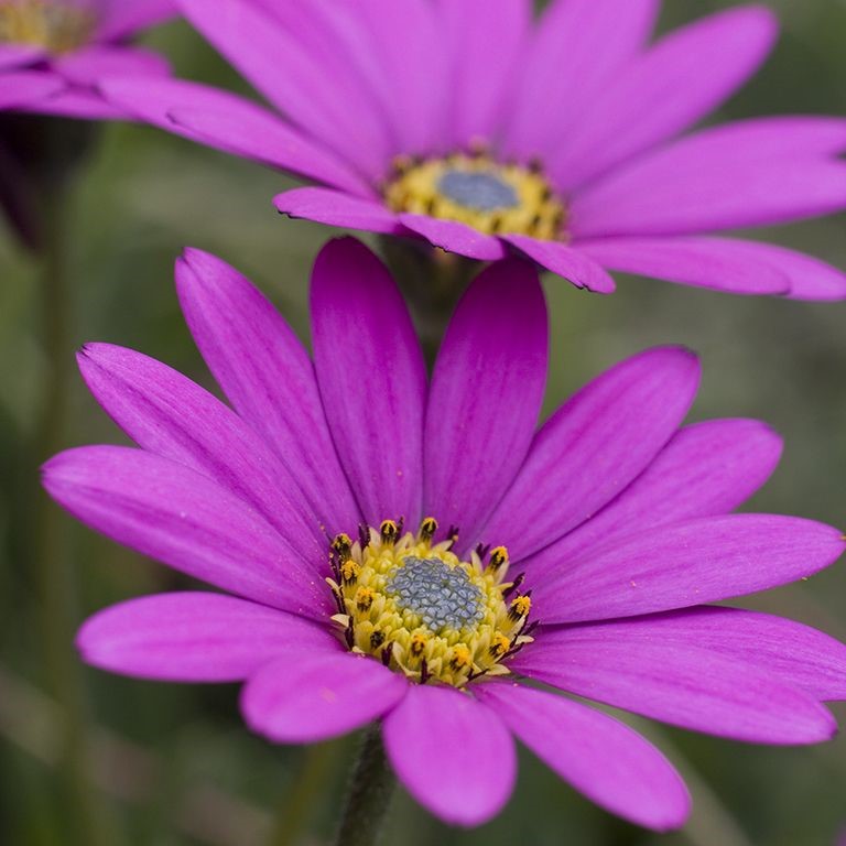 Osteospermum 'In The Pink' (VR)